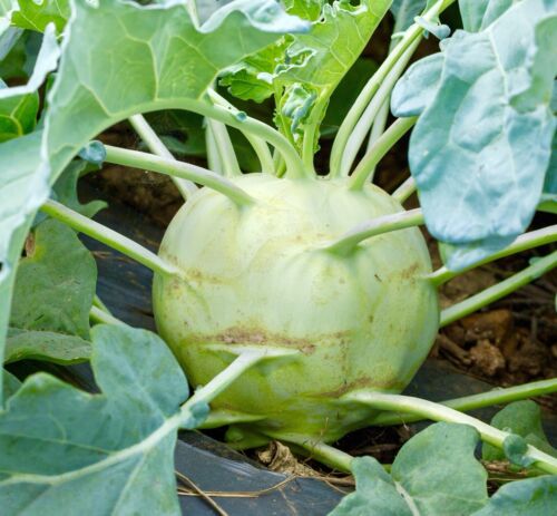 100x Jumbo Kohl Rabi Superschmelz Seeds - Vegetable