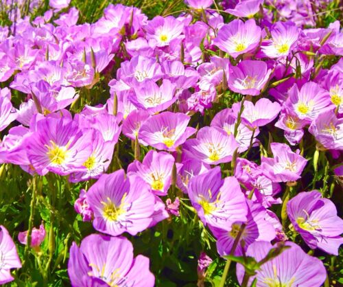 1100x Oenothera Speciosa Evening Primrose Flower Seeds - Baby Pink - Mexican