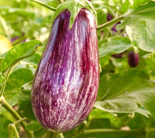 400x Striped Aubergine Rotonda Bianca Sfumata Di Rosa Seeds - Heirloom Vegetable