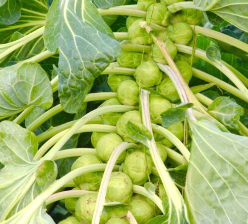 350x Brussel Sprouts Casiopea Seeds - Brassica Oleracea - Vegetable