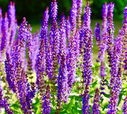 120x Sage Salvia Officinalis Seeds - Fragrant Hardy Herb - Perennial