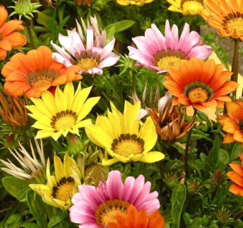 Gazania Hybrid Sunshine Mix - 120x Seeds -  Large Flowering - Flower