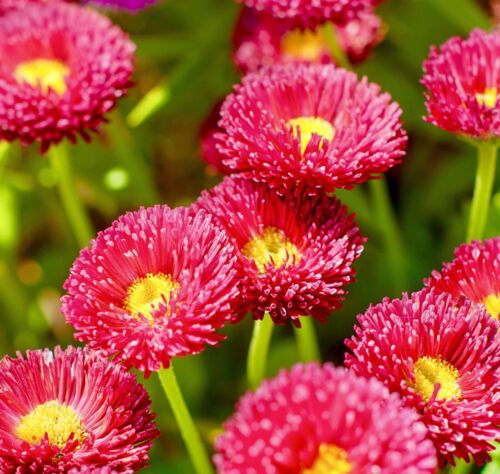 600x Red Daisy Pomponett English Flower Seeds - Bellis Perennis