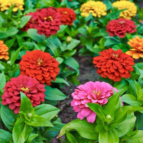 250x Zinnia Dwarf Lilliput Button Mix Seeds - Zinnia Elegans - Semi-Dwarf - Flower