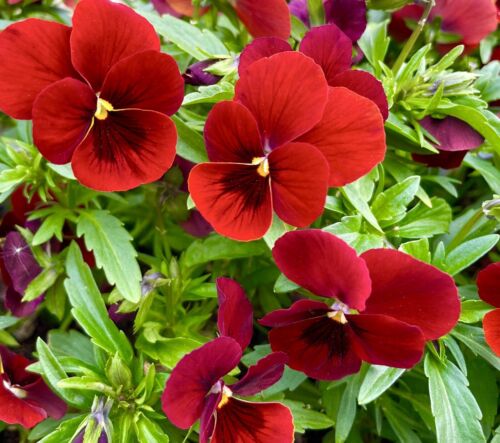 300x Ruby-Crimson Pansy Seeds - Viola Cornuta - Perennial - Flower