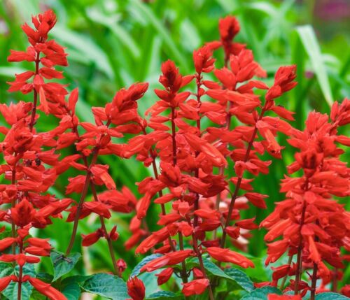 600x Salvia Scarlet Coccinea Seeds - Flower