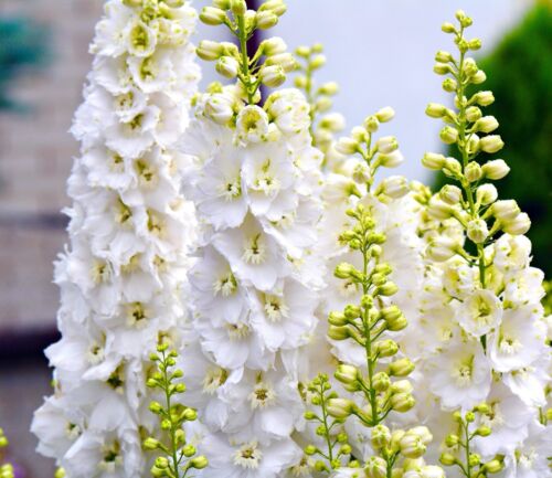 150x White Delphinium Giant Pacific Seeds - Tall Growing - Flower