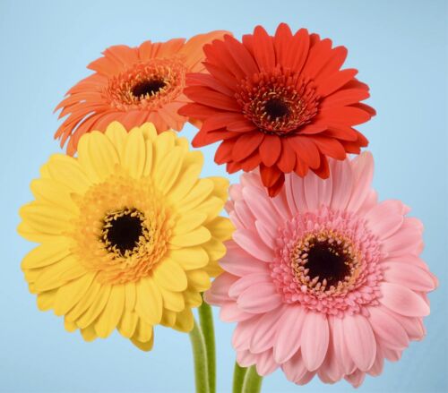 60x Gerbera Jamesonii Hybrids Daisy Mix Seeds - Barberton Daisy - Perennial