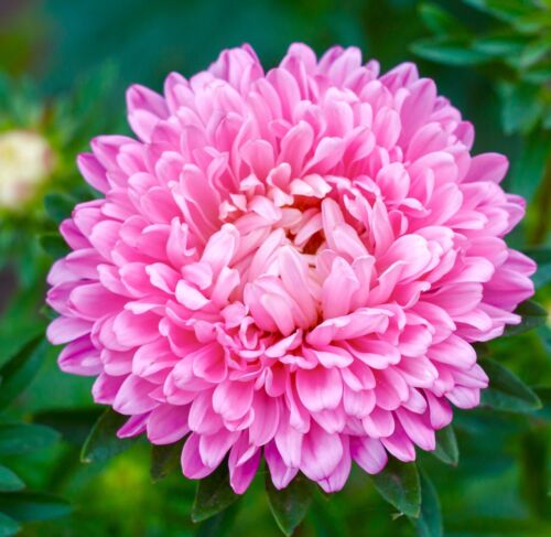 Soft Pink Paeony Aster - 200x Seeds - Callistephus - Flower