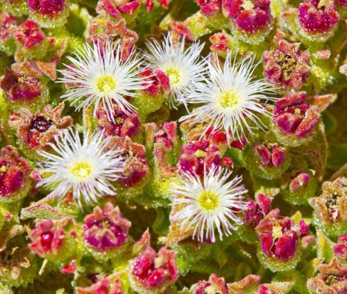 800x Ice Plant Mesembryanthemum Crystallinum Seeds - Hardy Succulent - Flower