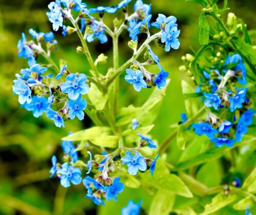 700x Chinese Forget Me Not Cynoglossum Amabile Seeds - Indigo Blue Flower