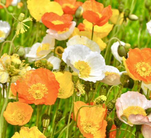 2100x Iceland Poppy Artists Glory Large Flower Seeds Mix - Papaver