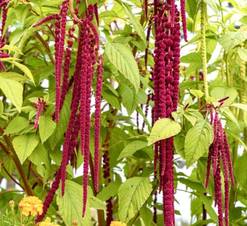 Giant Red Amaranthus Leaf  - 150x Seeds - Flower