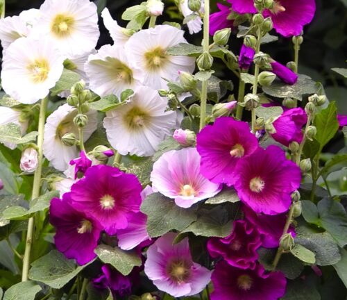 130x Hollyhock Antwerp Mix Seeds - Alcea Ficifolia - Flower