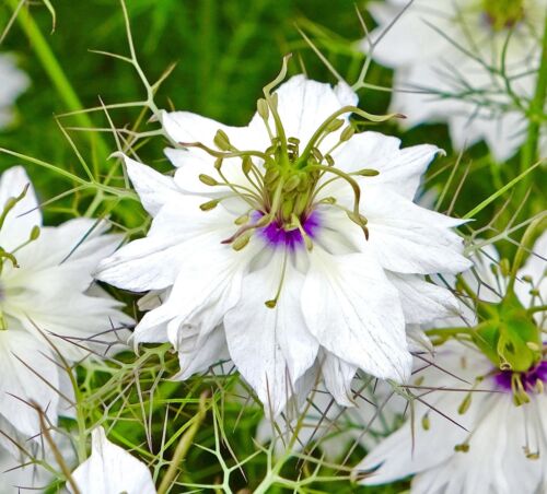 Nigella Papillosa African Bride - 1200x Seeds - Flower