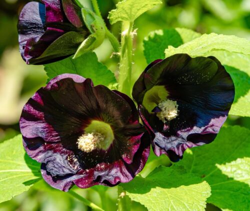 150x Black Hollyhock Nigra Althaea Rosea Tall Flower Seeds - Perennial