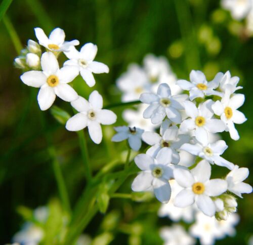 1100x White Forget Me Not Myosotis Seeds - Perennial - Dwarf Flower