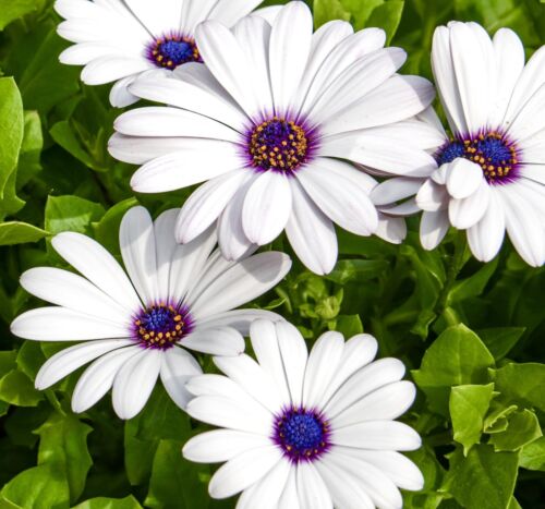 50x African Daisy Glistening White Ecklonis Seeds - Purple Eyed Perennial Flower