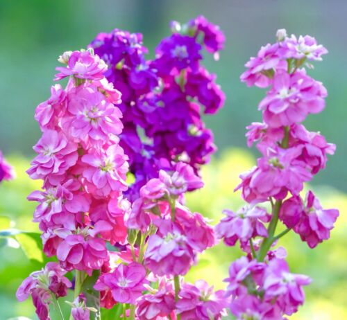 400x Stock Brompton Winter Mix Seeds - Matthiola -  Hardy Biennial Flower