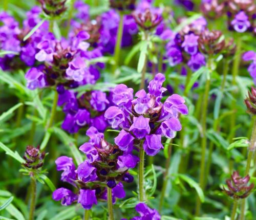 Violet Flowered Prunella grandiflora - 250x Seeds - Perennial - Hardy Flower