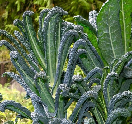 1200x Black Tuscan Nero Di Toscana Kale Seeds - Vegetable