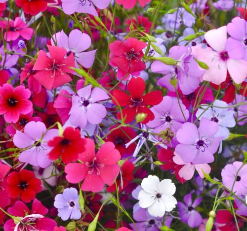 1100x Silene Coeli Rosa Flower Seeds - Viscaria Angel Mix - Annual