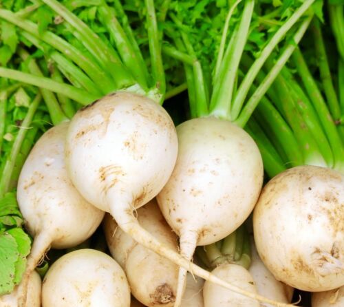 600x Radish Long White Accord Daikon Seeds - Vegetable