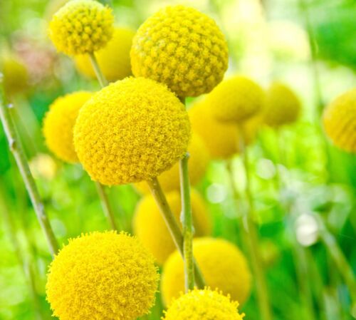 300x Craspedia Globosa Drumstick Yellow Flower Seeds - Billy Button - Half Hardy