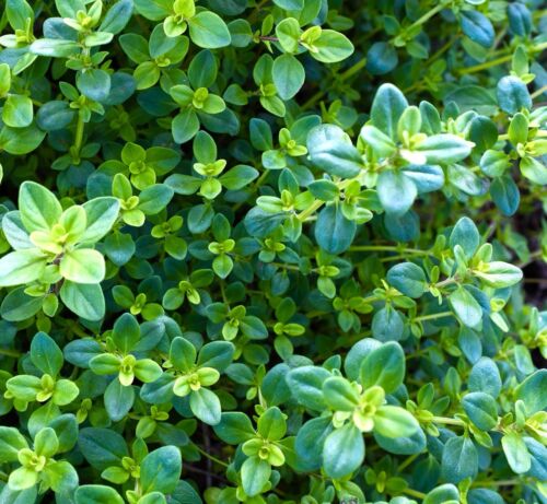 Green Creeping Thyme Trailing Mat - 100x Seeds - For Gardens & Rockery - Herb