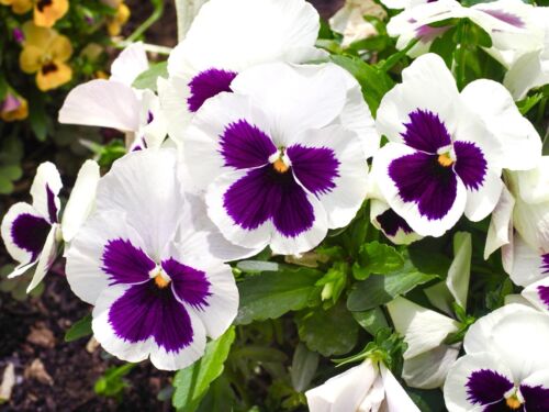 Viola Wittrockiana Swiss Giant Silverbride White - 330x Seeds - Large Flowering