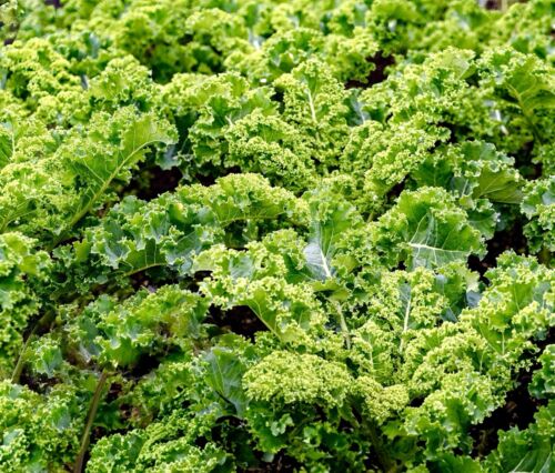 1200x Green Curled Kale Halbhoher Seeds - Hardy Brassica Oleracea - Vegetable