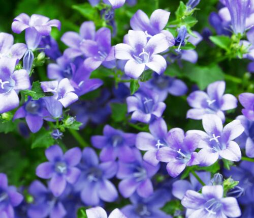 4500x Bellflower Blue Campanula Seeds - Perennial Flower