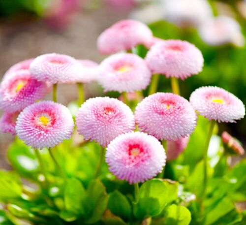 English Daisy Pomponette Bright Pink - 800x Seeds - Bellis Perennis - Flower