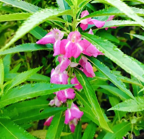 300x Impatiens Balsamina Balsam Mix Seeds - Huge Double Flowering - Vibrant