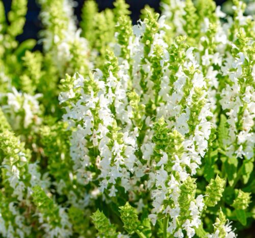 300x Pure White Clary Sage Seeds - Salvia Horminum - Large Blooms