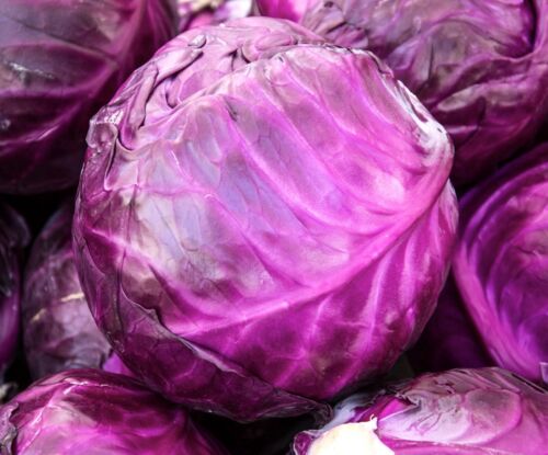 Giant Sweet Red Ball Cabbage - 100x Seeds  - Simple to Grow - Vegetable