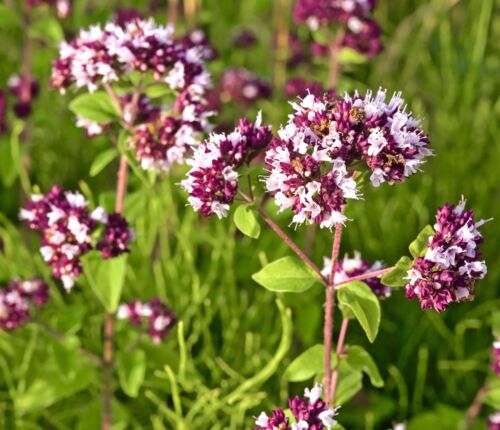 3200x Oregano Wild Marjoram Purple Flowered Seeds - Origanum vulgare - Herb