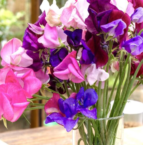 15x Sweet Pea Bijou Dwarf Mix Seeds - Lathyrus Odoratus Fragrant Flower - Annual