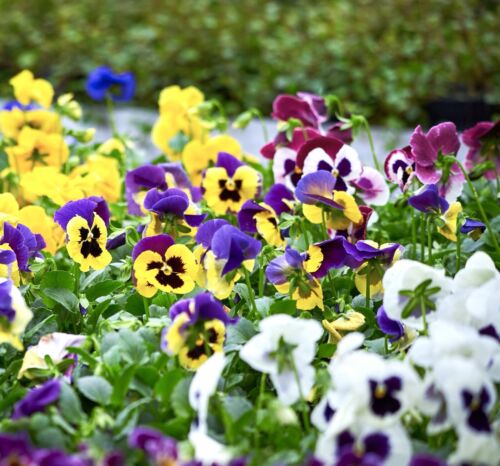 350x Pansy Swiss Can Can Mix Seeds - Viola - Frilled Flower