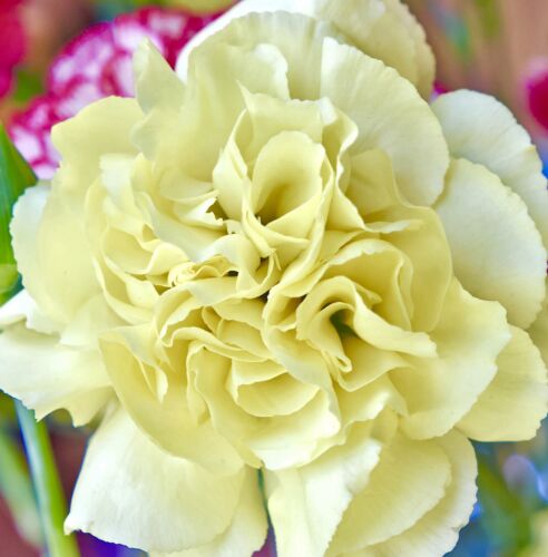 370x Carnation Dianthus Chabaud Marie Yellow Seeds - Hardy Flower