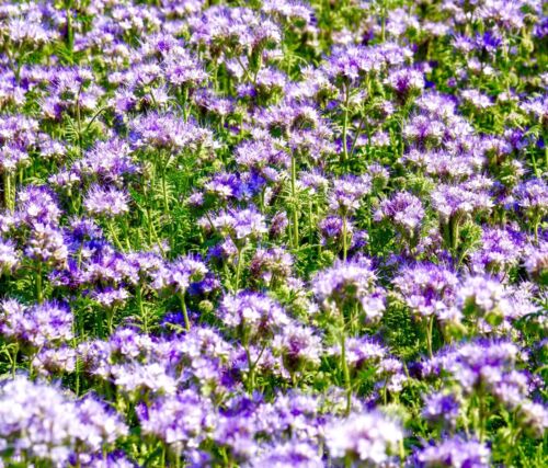 2100x Lavender Blue Tansy Lacy Phacelia Tanacetifolia Flower Seeds - Wildflower