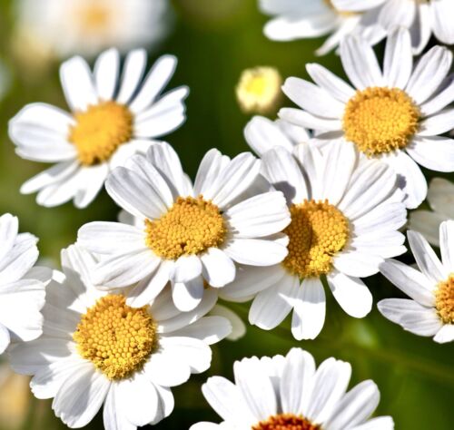 1700x Roman Chamomile Lawn Seeds - Anthemis Nobilis - Herb