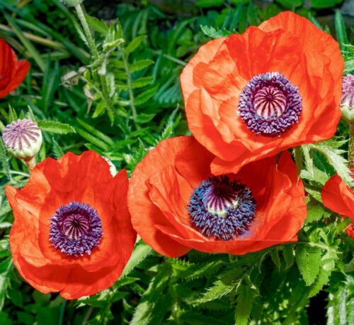 6000x Red Tulip Papaver Glaucum Poppy Seeds - Flower