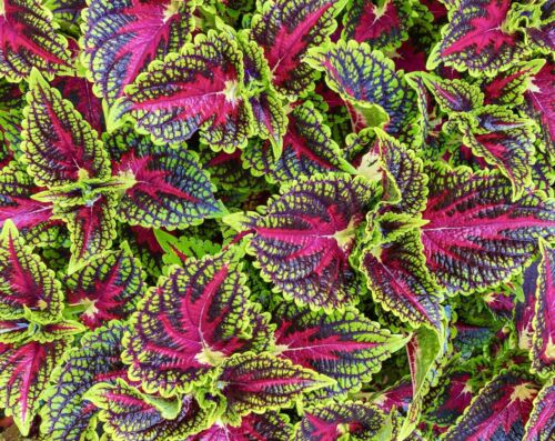 Coleus Wizard Mix - 100x Seeds - Incredible Foliage -  Flowers