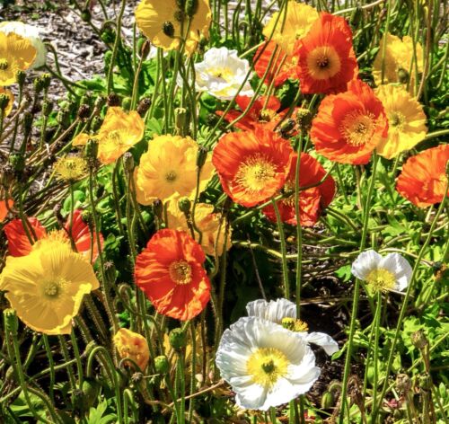 2200x Papaver Iceland Poppy Artists Glory Mixed Seeds - Giant Flowering