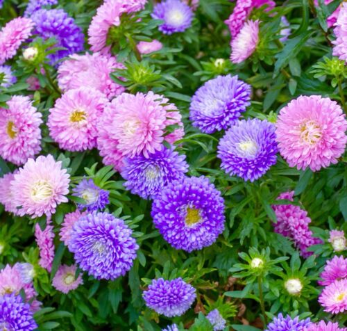 250x Pompon Aster Montezuma Mix Seeds - Excellent Tall Cut Flower - Annual