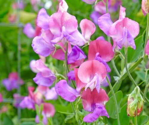 25x Pink Dwarf Sweet Pea Cupid Seeds - Lathyrus Odoratus For Baskets & Container - Flower