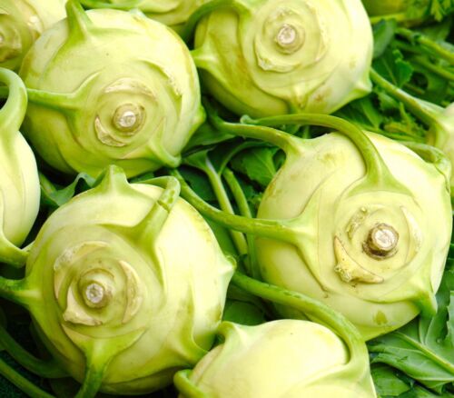 400x Giant Kohlrabi Vegetable Seeds  - Grows Up To 6kg