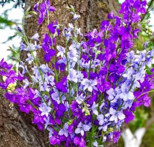 80x Delphinium Dwarf Magic Fountain Mix Seeds - Perennial Flower