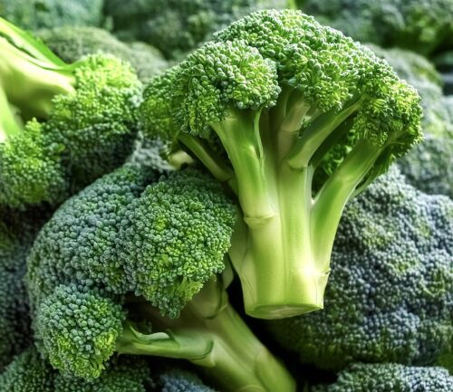 Green Large Broccoli Calabrese - 100x Seeds -  Vegetable